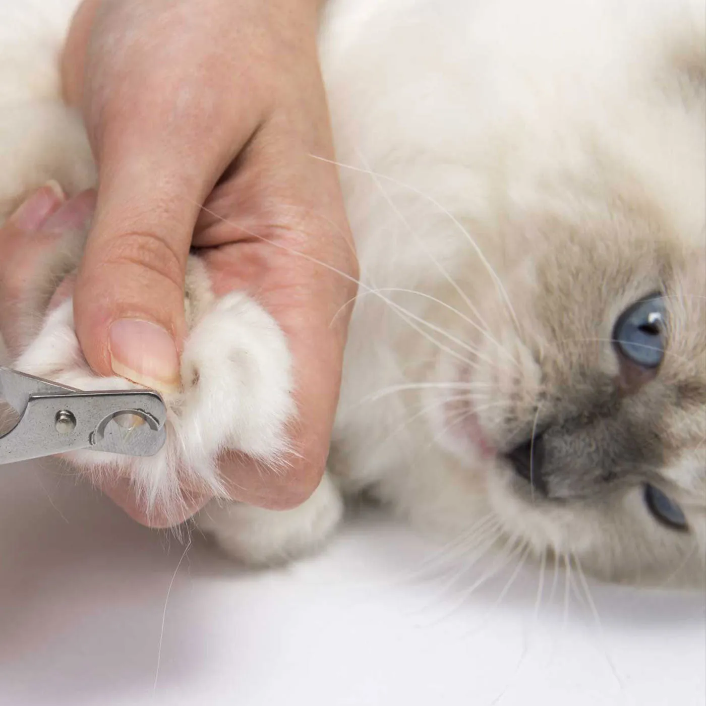Catit Longhair Grooming Kit