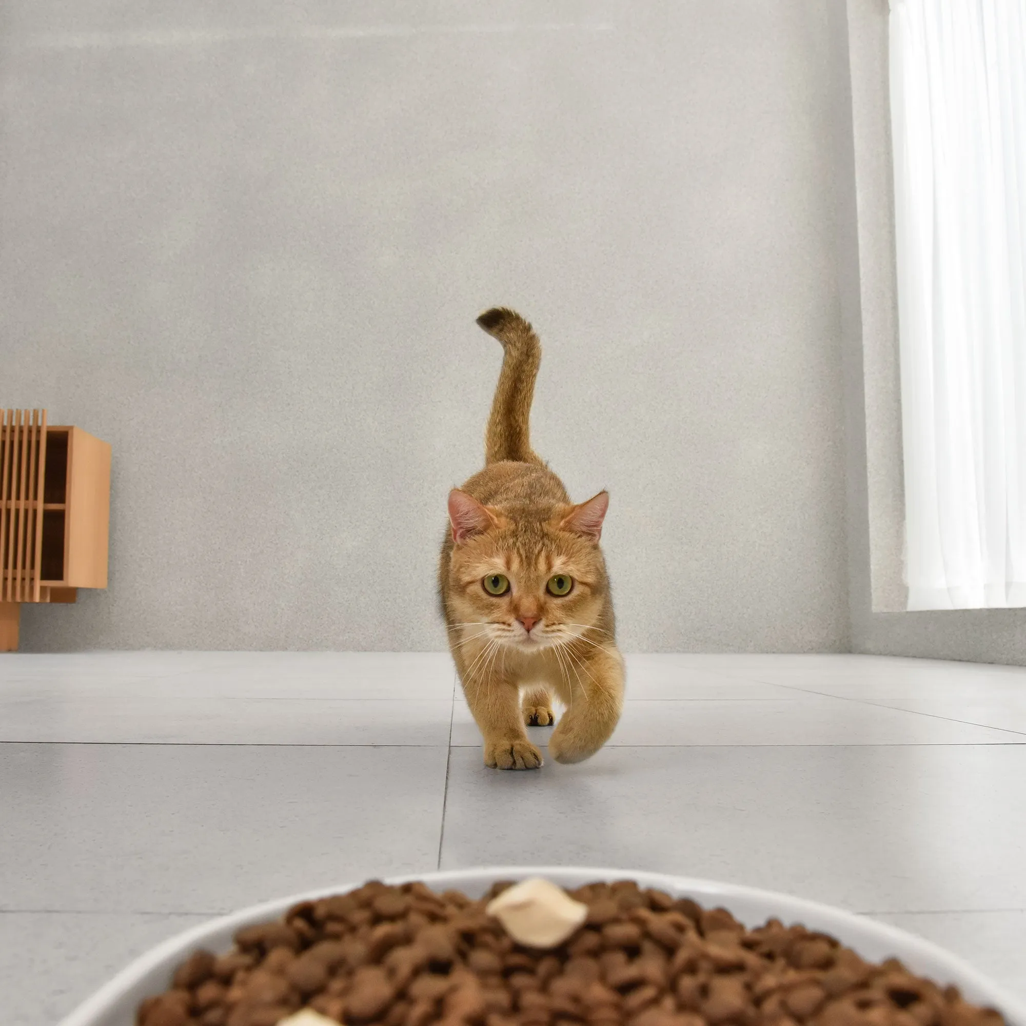 CATLINK Multi-Cat Recognition Automatic Feeder - Facelink