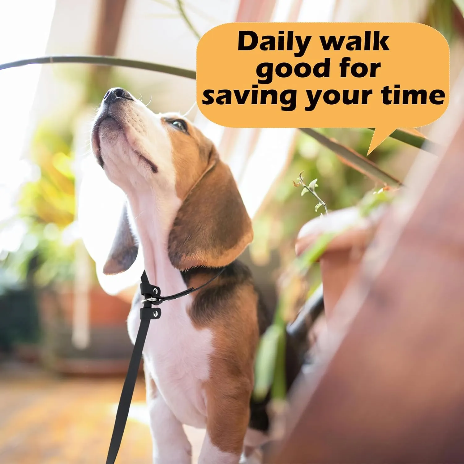 Dog Slip Lead Pet Leash 5FT /6 FT x 5/8'' Dogs Training Leashes Comfortable Soft Waterproof Pet Slip Leads, No Pull Pet Leash for Small Medium Large Breeds (Black, 5/8'' x 6FT)