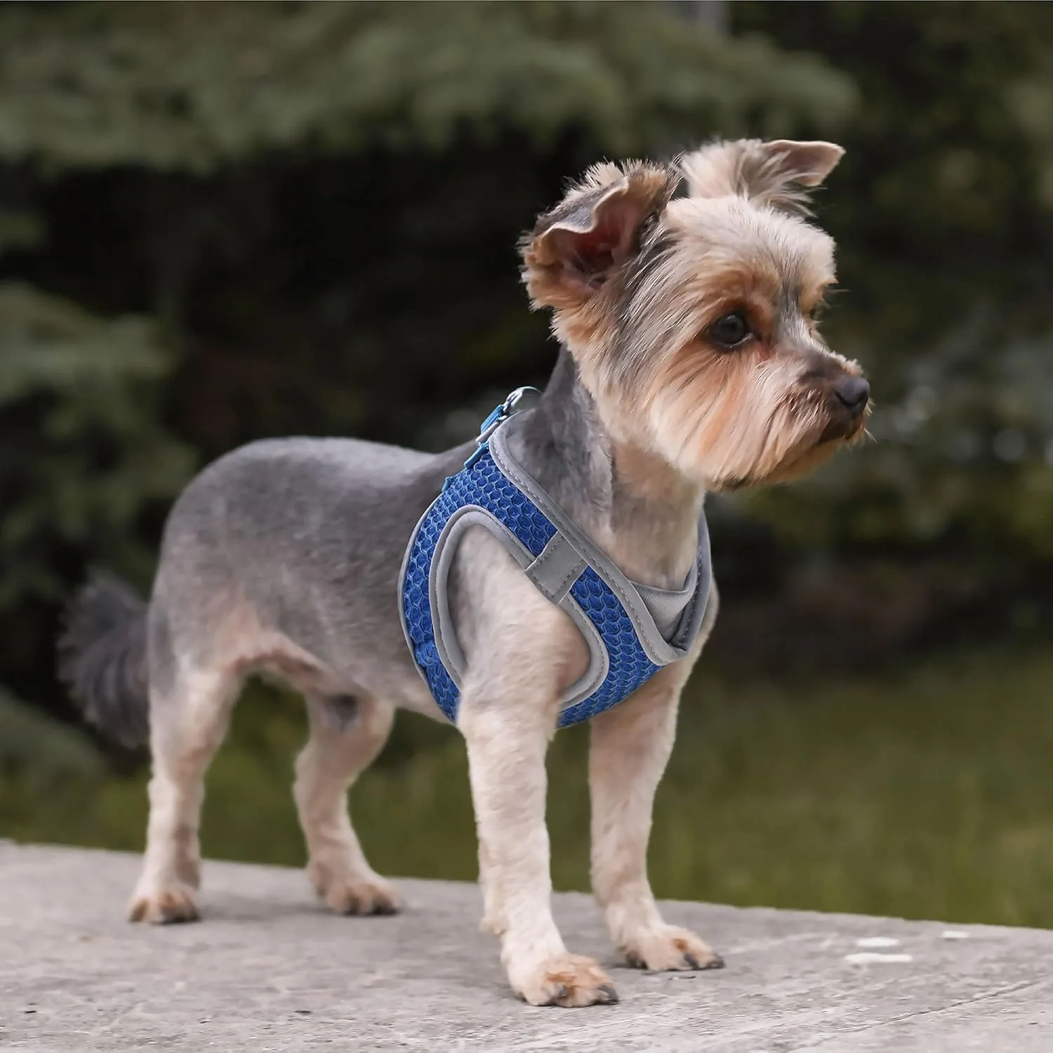 KZA308-02XS Reflective V-Neck Step in Mesh Dog Harness - No Pull, Quick Fit, Comfortable, Velcro-Adjustable Pet Harnesses for Walking & Training - Small, Medium Dogs - Blue,X-Small
