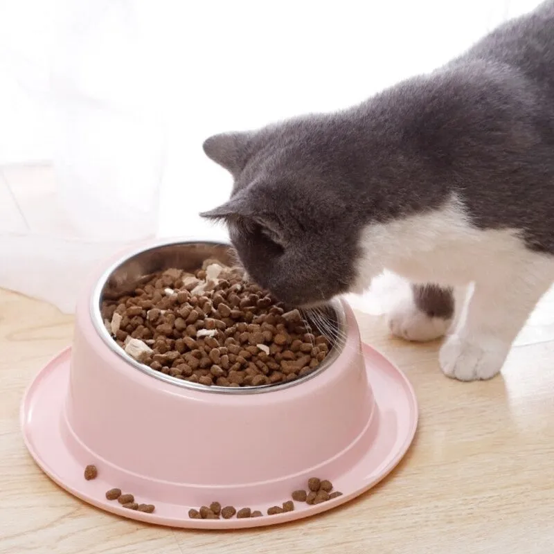 Tilted And Raised Cat Bowl