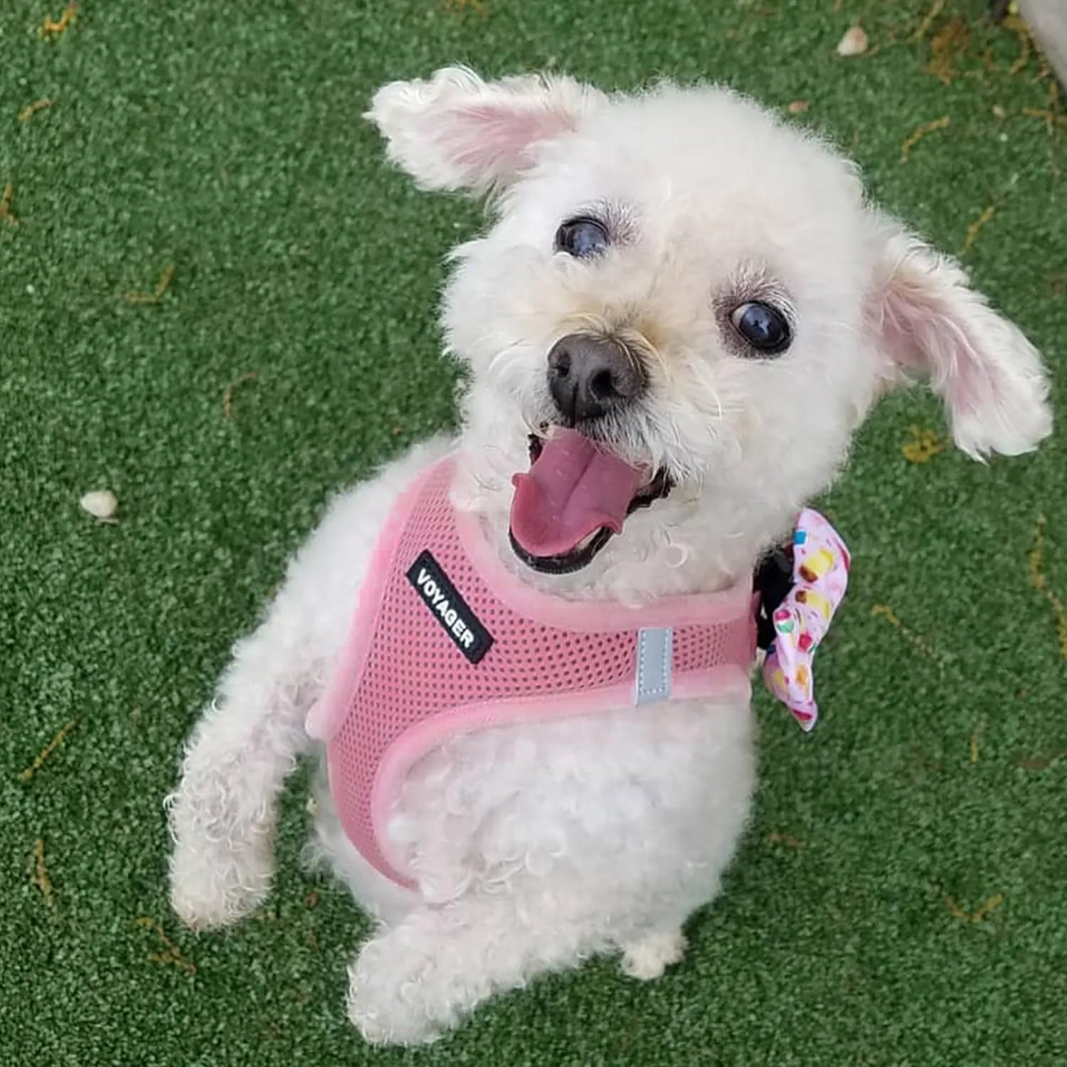 Voyager Step-in Air Cat Harness - All Weather Mesh Step in Vest Harness for Small and Medium Cats by Best Pet Supplies - Harness Leash Set (Pink), XXS