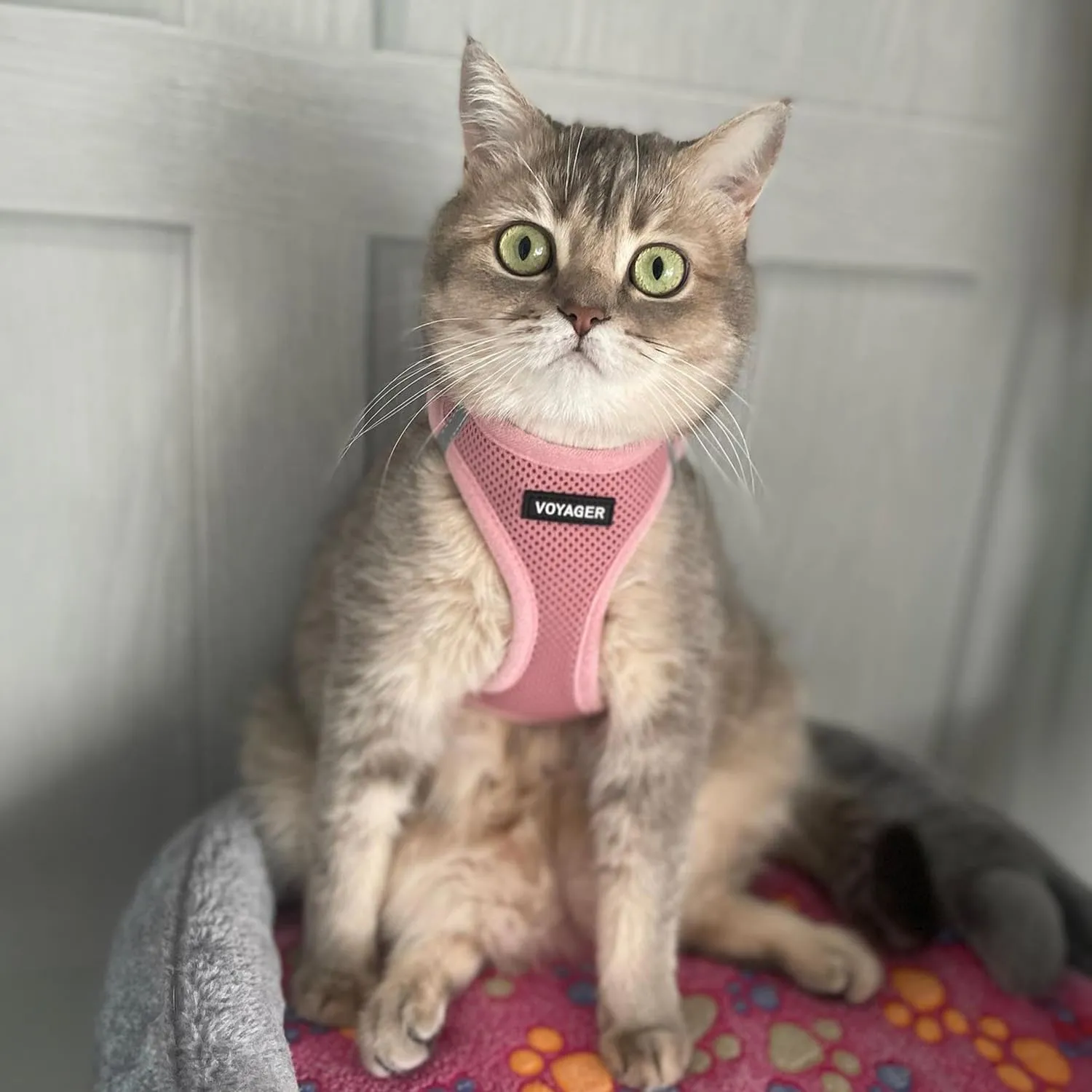 Voyager Step-in Air Cat Harness - All Weather Mesh Step in Vest Harness for Small and Medium Cats by Best Pet Supplies - Harness Leash Set (Pink), XXS